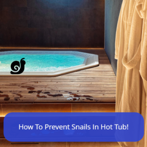 Snails In Hot Tub